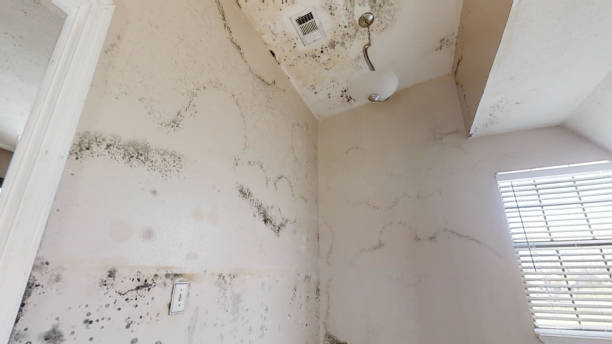 Best Basement Mold Removal  in Rapid City, MI