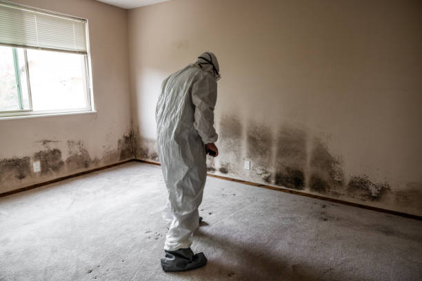 Best Commercial Mold Inspection  in Rapid City, MI