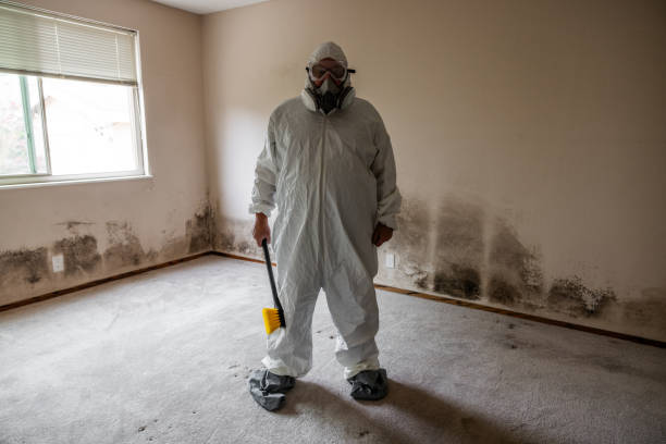 Best Environmental Consulting for Mold Prevention  in Rapid City, MI